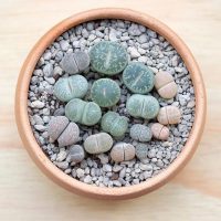 Lithops plantas piedra 13 Diseño jardines Madrid Jardinea