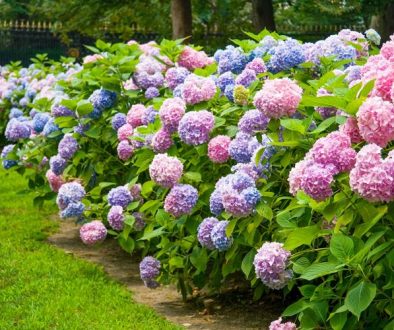 Los 2 Arbustos florales más espectaculares. Jardinea. Jardineros profesionales de Madrid (3)