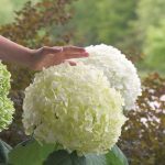 Los 2 Arbustos florales más espectaculares. Jardinea. Jardineros profesionales de Madrid (3)