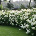 Los 2 Arbustos florales más espectaculares. Jardinea. Jardineros profesionales de Madrid (3)