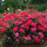 Los 2 Arbustos florales más espectaculares. Jardinea. Jardineros profesionales de Madrid (3)