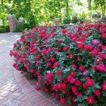 Los 2 Arbustos florales más espectaculares. Jardinea. Jardineros profesionales de Madrid (3)