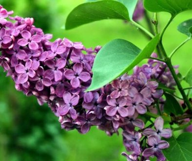 Los 2 Arbustos florales para jardines privados. Jardinea. Jardineros profesionales de Madrid
