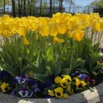 Los 9 consejos que conseguirán tu jardín de ensueño