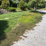 Mantenimiento de Proyecto de Jardinería y paisajismo para un edificio de oficinas en Madrid viales
