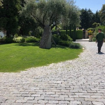 Mantenimiento de Proyecto de Jardinería y paisajismo para un edificio de oficinas en Madrid macizo arbolado