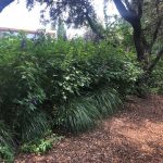 Mantenimiento de jardín para vivienda privada en La Moraleja de Madrid Jardin Natural Macizo