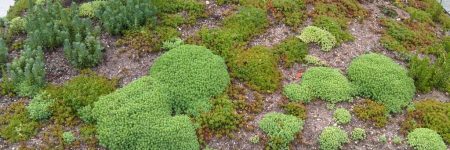 Mantenimiento para Proyecto de Jardinería de casa de diseño moderno en Madrid (5)