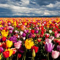 Mantenimiento y Diseño de jardines en La Moraleja de Madrid-Bulbos de primavera