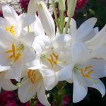 Mantenimiento y Diseño de jardines en La Moraleja de Madrid-Bulbos de primavera Azucena Blanca