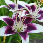 Mantenimiento y Diseño de jardines en La Moraleja de Madrid-Bulbos de primavera Azucena Violeta blanca