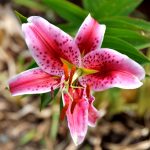Mantenimiento y Diseño de jardines en La Moraleja de Madrid-Bulbos de primavera Azucena Roja rosa