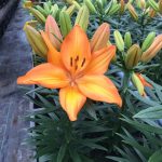 Mantenimiento y Diseño de jardines en La Moraleja de Madrid-Bulbos de primavera Azucena Amarilla
