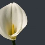 Mantenimiento y Diseño de jardines en La Moraleja de Madrid-Bulbos de primavera Calas
