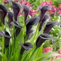 Mantenimiento y Diseño de jardines en La Moraleja de Madrid-Bulbos de primavera Cala negras