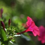 Mantenimiento y Diseño de jardines en La Moraleja de Madrid-Bulbos de primavera Crocosmia-Mirabilis