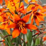 Mantenimiento y Diseño de jardines en La Moraleja de Madrid-Bulbos de primavera Crocosmia-Mirabilis