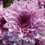 Mantenimiento y Diseño de jardines en La Moraleja de Madrid-Bulbos de primavera Dalia
