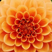Mantenimiento y Diseño de jardines en La Moraleja de Madrid-Bulbos de primavera Dalia 