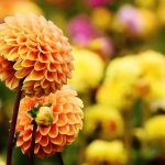 Mantenimiento y Diseño de jardines en La Moraleja de Madrid-Bulbos de primavera Dalia