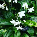 Mantenimiento y Diseño de jardines en La Moraleja de Madrid-Bulbos de primavera Eucharis