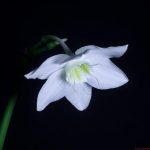 Mantenimiento y Diseño de jardines en La Moraleja de Madrid-Bulbos de primavera Eucharis