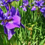 Mantenimiento y Diseño de jardines en La Moraleja de Madrid-Bulbos de primavera Iris