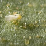 Mosca Blanca Jardineros diseño de jardines en Madrid