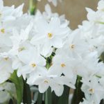 Narciso - Paperwhite-Jardinea. Jardineros en Alcobendas.La Moraleja Majadahonda