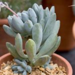 Pachyphytum bracteosum 15 Diseño jardines Madrid Jardinea