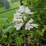 Penstemon- 20 plantas de verano fáciles de cuidar Diseño de jardines en madrid y mantenimiento Jardinea