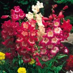 Penstemon 20 plantas de verano fáciles de cuidar Diseño de jardines en madrid y mantenimiento Jardinea