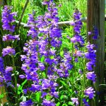 Penstemon-20 plantas de verano fáciles de cuidar Diseño de jardines en madrid y mantenimiento Jardinea