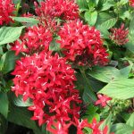 Penta 20 plantas de verano fáciles de cuidar Diseño de jardines en madrid y mantenimiento Jardinea
