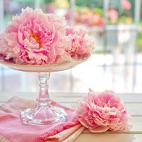 Peonia 2-20 plantas de verano fáciles de cuidar Diseño de jardines en madrid y mantenimiento Jardinea