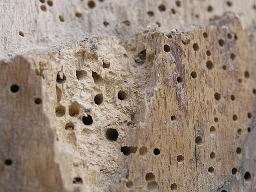 Plagas invernales madera dañada Jardinea Madrid (1)