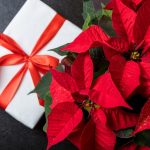 Plantas Navideñas-Jardinea. Jardineros en Alcobendas.La Moraleja Majadahonda