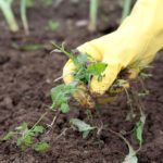 Preparando el jardín para el verano en primavera.Bulbos y Malas hierbas