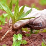 Preparando el jardín para el verano en primavera.Bulbos y Malas hierbas