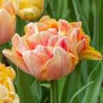 Preparando el jardín para el verano en primavera.Bulbos y Malas hierbas