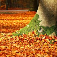 Que hacer con las hojas caidas en otoño jardineros profesionales en madrid. Monton de hojas y musgo