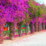 Que plantas y árboles se deben evitar alrededor de las piscinas