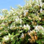Que plantas y árboles se deben evitar alrededor de las piscinas