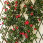 Quieres reducir tu recibo de electricidad con la jardineria. Jardinea Jardineros Madrid