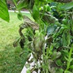 Recuperar una planta después de una helada.