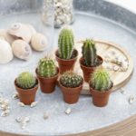Regalos de Navidad que gustaran a los amantes del jardin. JARDINEROS DE MADRID