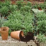Reproducir plantas por esquejes paisjismo y jardineria Madrid Jardinea