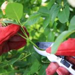 Reproducir plantas por esquejes paisjismo y jardineria Madrid Jardinea