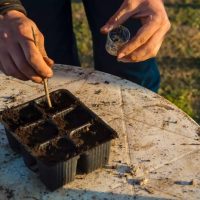 Reproducir plantas por esquejes paisjismo y jardineria Madrid Jardinea