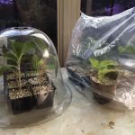 Reproducir plantas por esquejes paisjismo y jardineria Madrid Jardinea